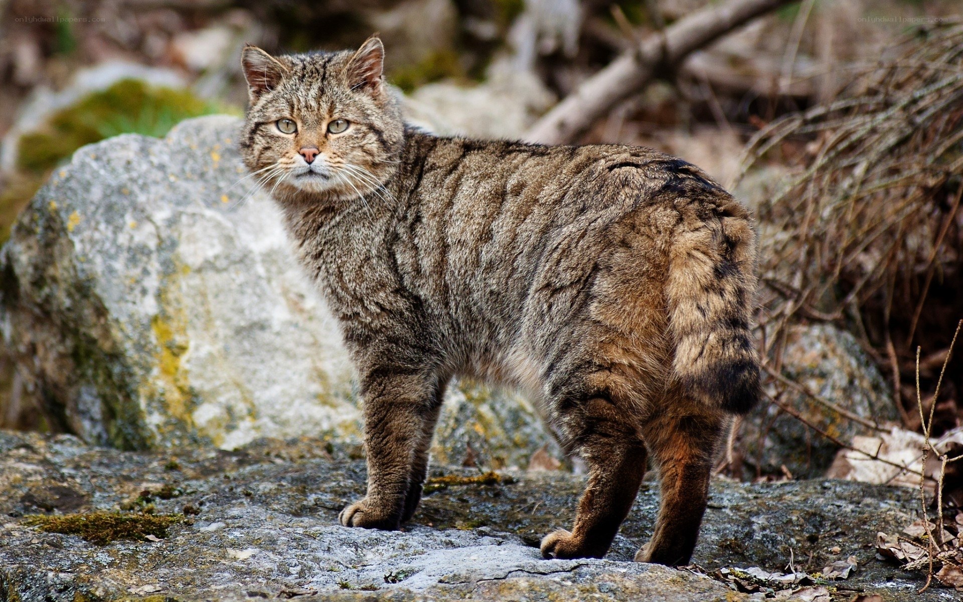 Wild cat on rocky terrain