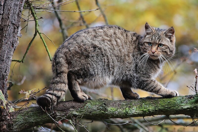 Wild Cat on Tree Branch