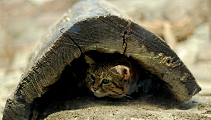 Wild Cat under Log