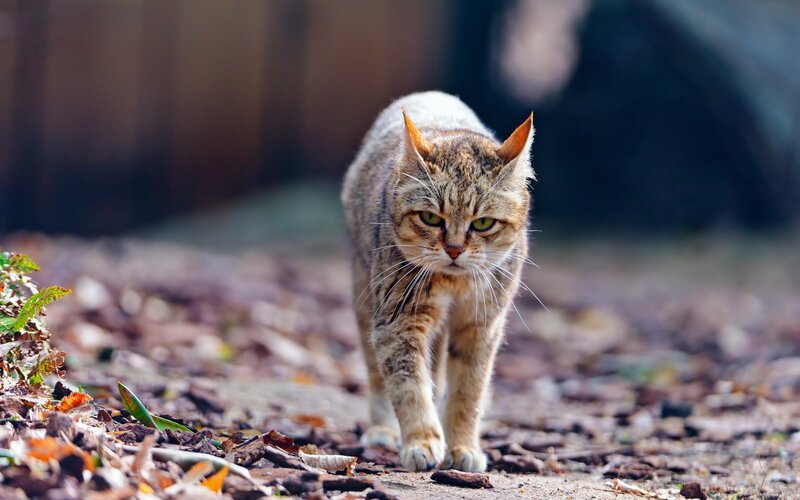 Wild cat walking on path