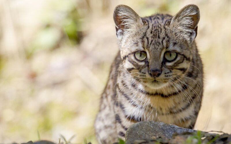 Wild Cat with Green Eyes — Brown, Alert, Afternoon