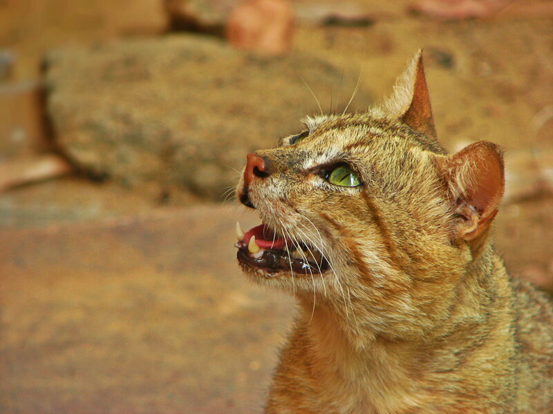 Wild Cat with Green Eyes — Brown, Alert