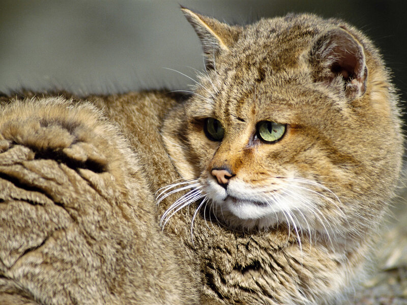 Wild Cat with Green Eyes — Brown