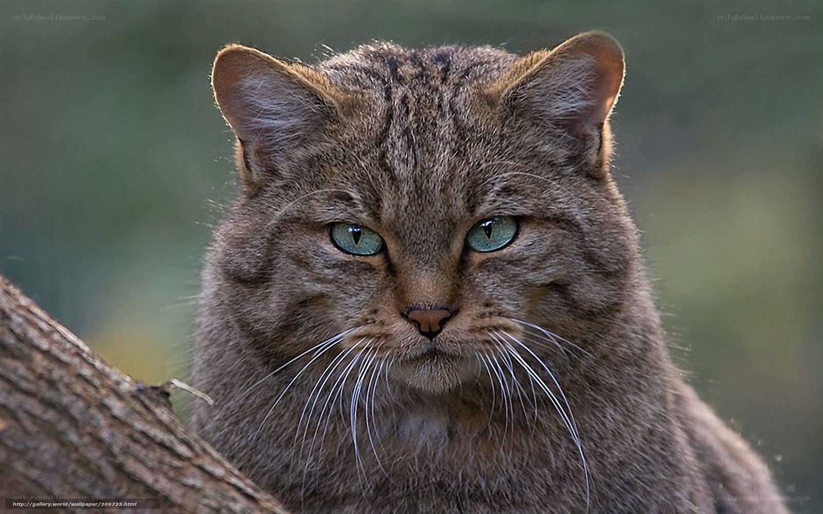 Wild cat with green eyes