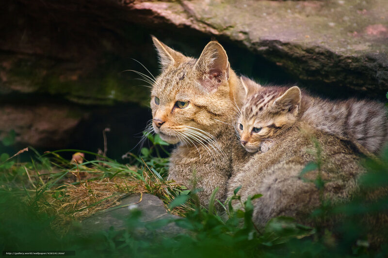 Wild cat with kitten in shelter