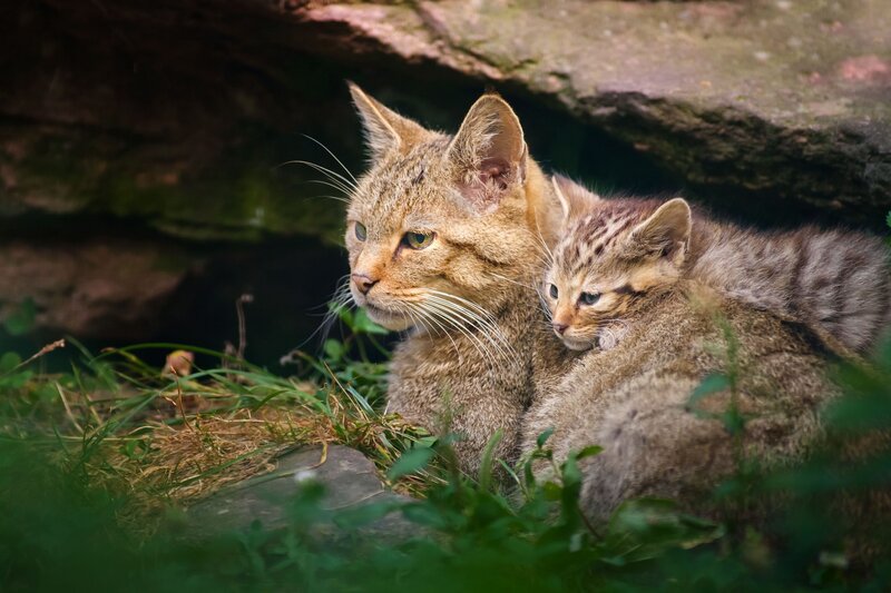 Wild Cat with Kitten