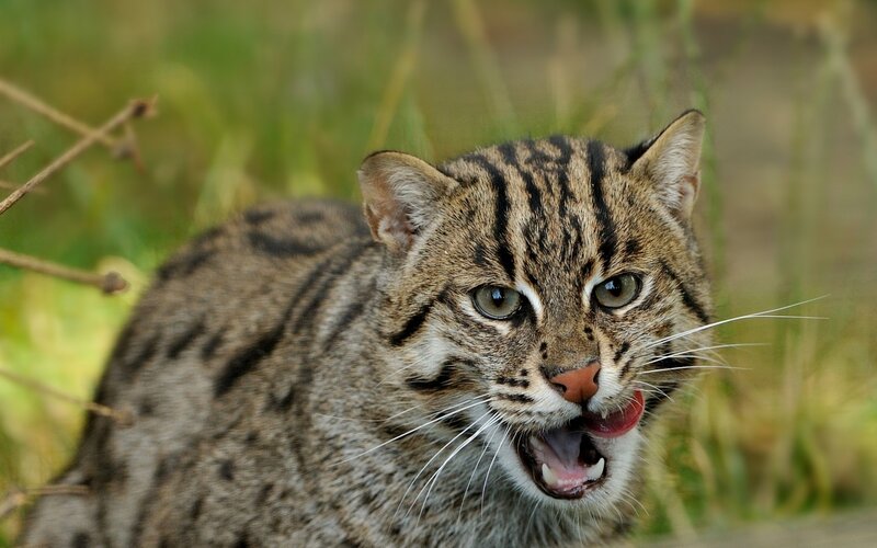 Wild Cat with Open Mouth