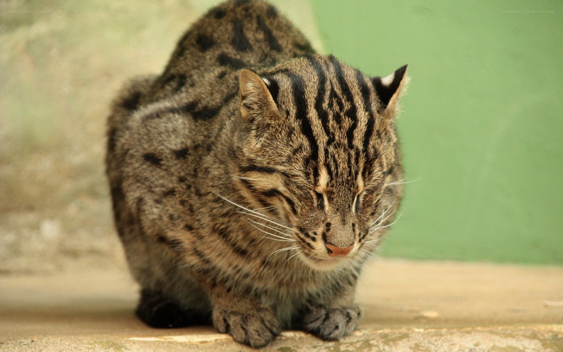 Wild cat with striped fur