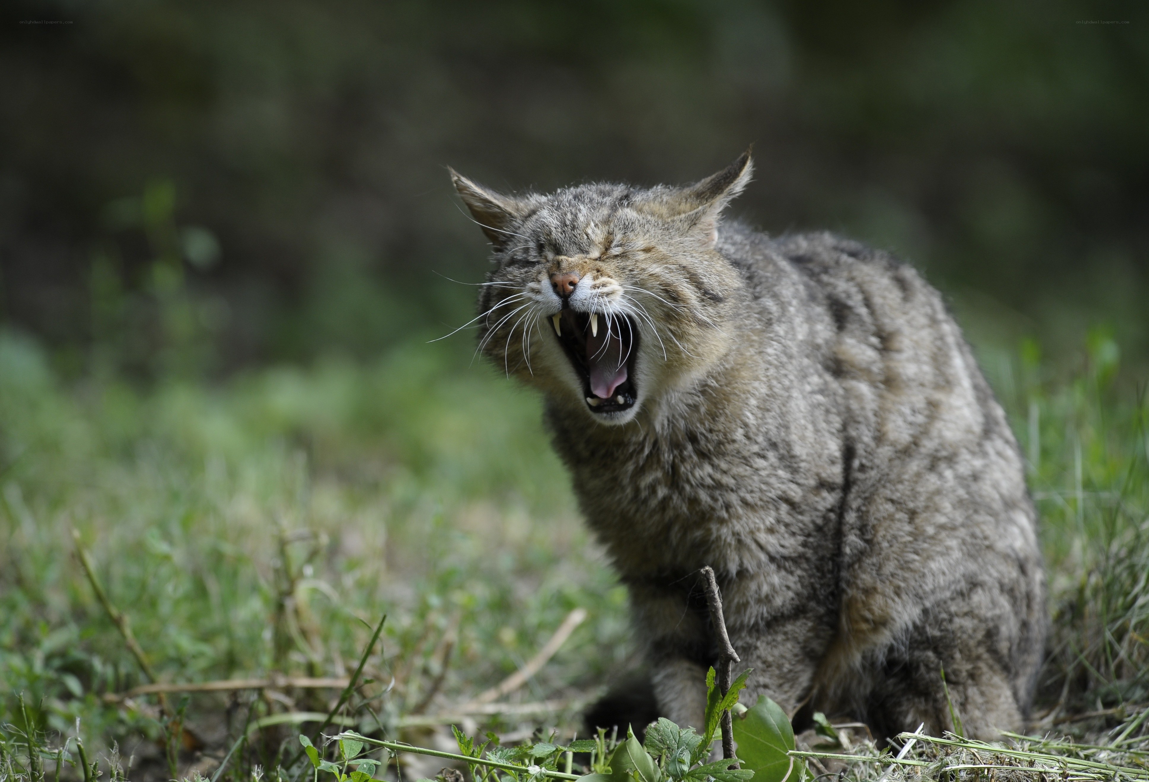 Wild cat yawning in grass