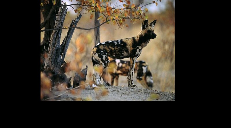 Wild Dog in Savanna
