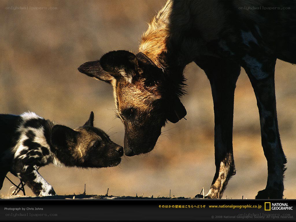 Wild dog mother and pup