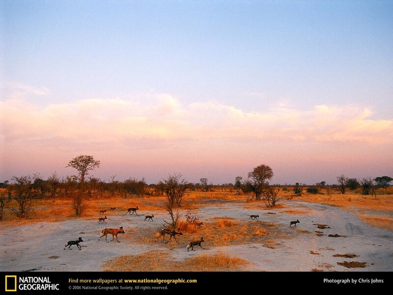 Wild dogs in the savanna