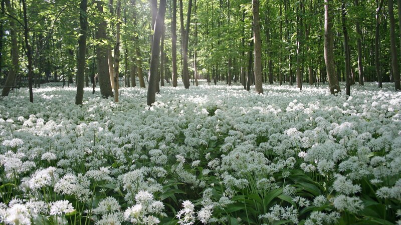 Wild Garlic Flowers