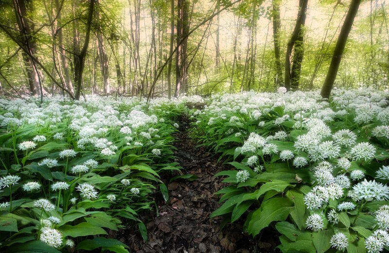 Wild Garlic in Forest — Green, Serene, Morning, Photograph