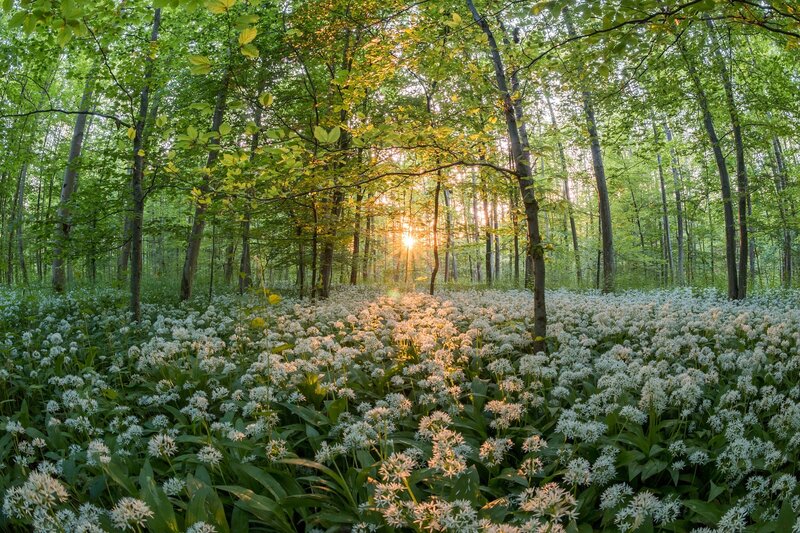 Wild Garlic in Forest — Green, Serene, Morning