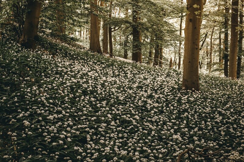 Wild Garlic in Forest — Green, Serene, Spring, Photograph