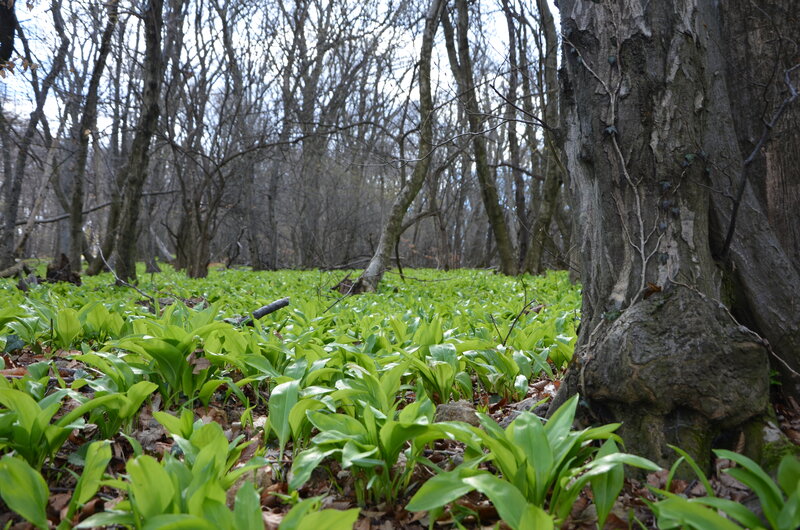 Wild Garlic in Forest — Green, Serene, Spring