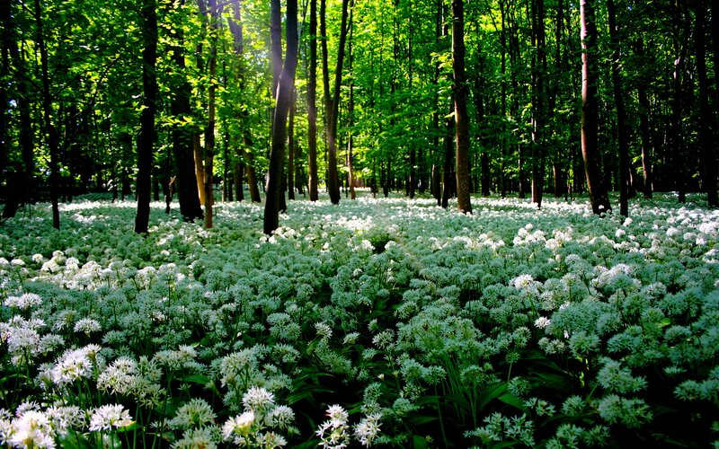 Wild Garlic in Forest — Green, Serene