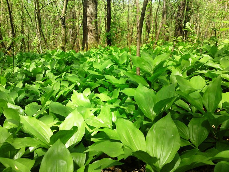 Wild Garlic in Forest — Green