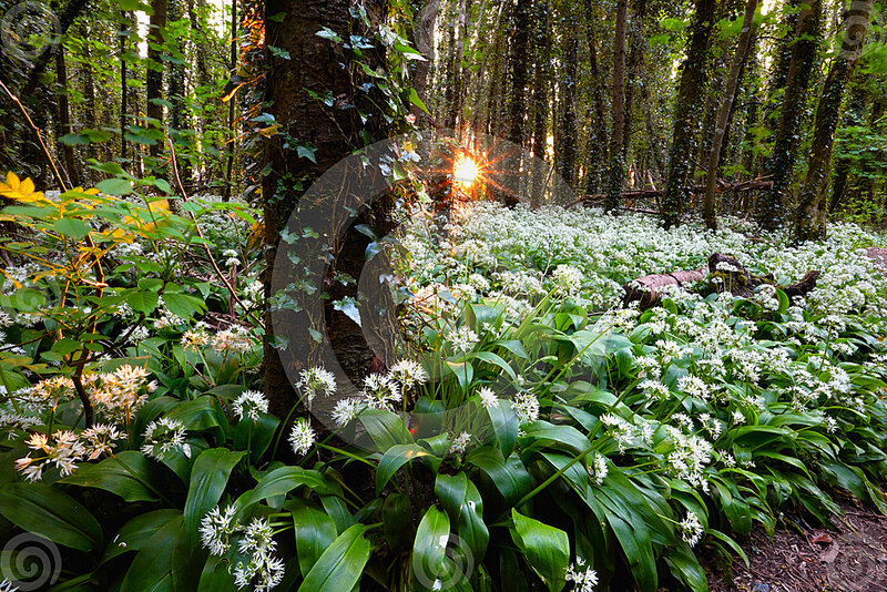 Wild Garlic in Forest
