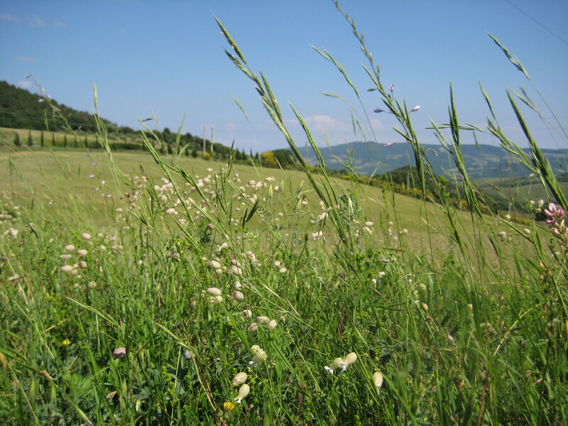 Wild Grass and Flowers — Green