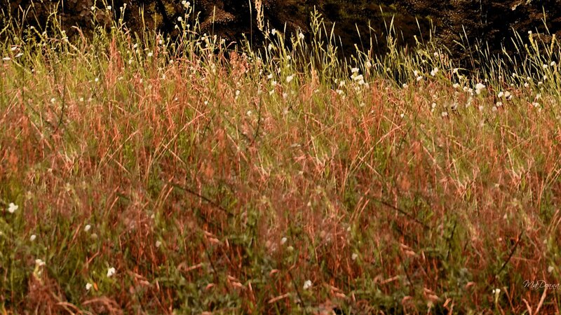 Wild Grass and Flowers