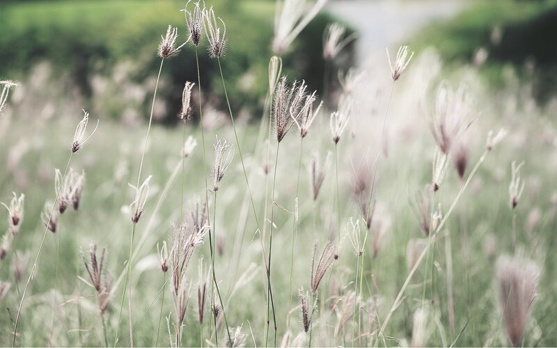 Wild Grass in Field
