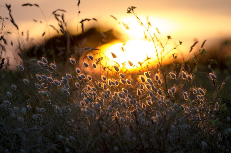 Wild Grasses at Sunset