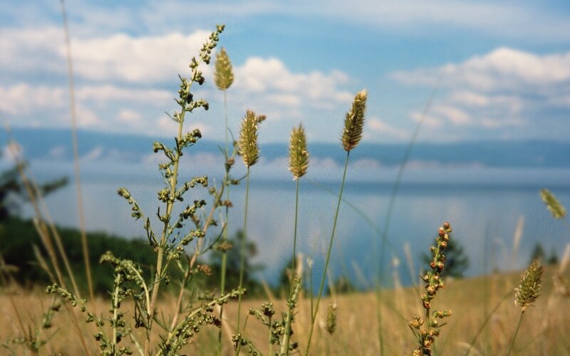 Wild Grasses by Lake