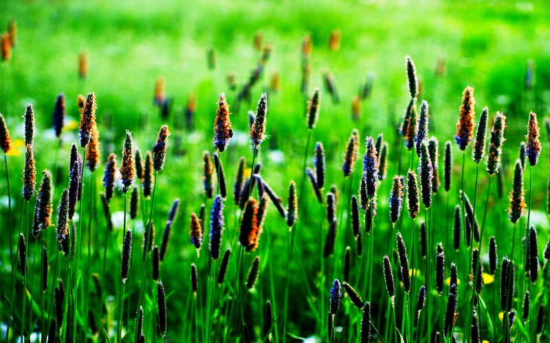 Wild Grasses in Field