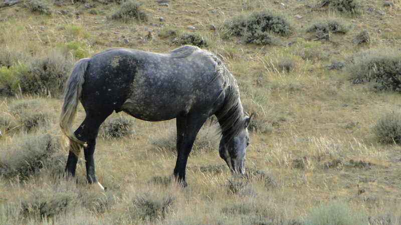 Wild Horse Grazing
