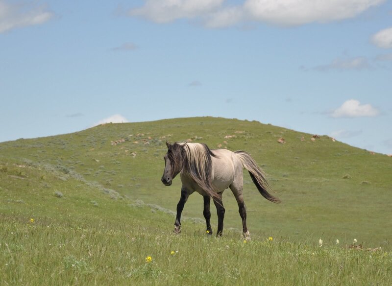 Wild Horse in Field — Green