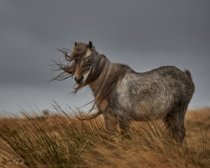 Wild Horse in Field