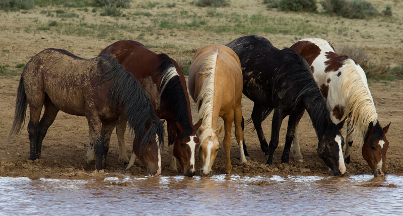 Wild Horses Drinking Water