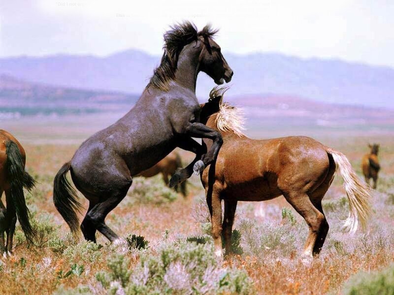 Wild horses fighting in a field