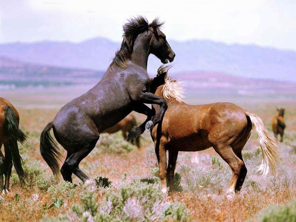 Wild horses fighting in a field