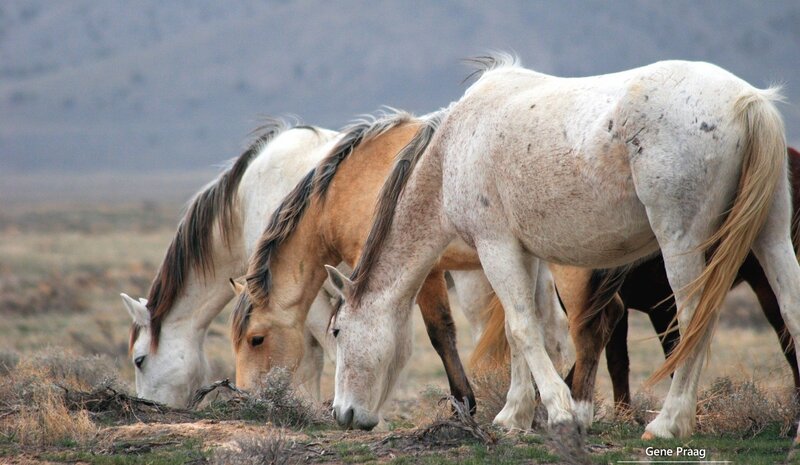 Wild Horses Grazing