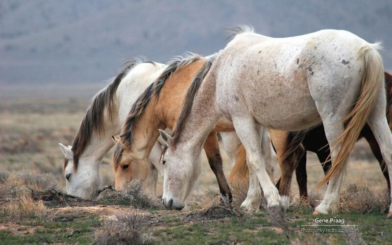 Wild Horses Grazing — White