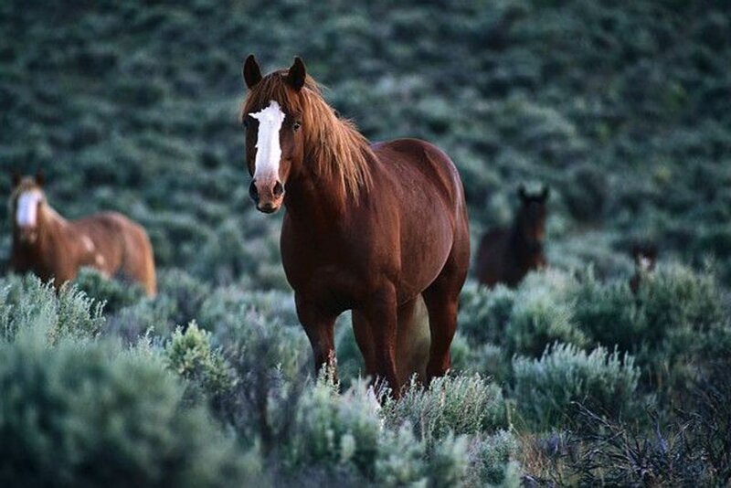 Wild horses in a field
