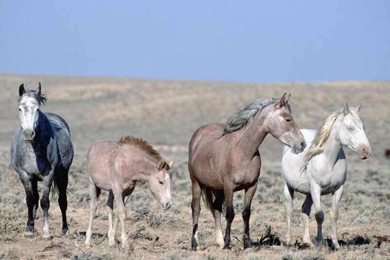 wild horses in a field