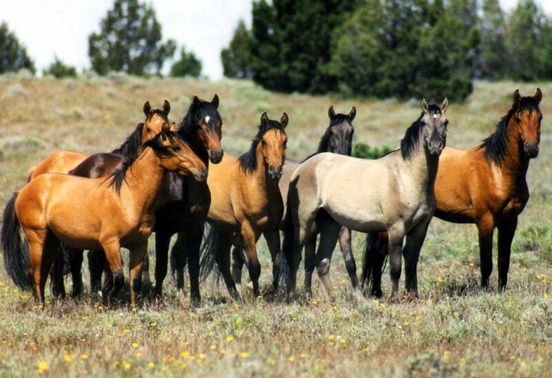 Wild Horses in Field — Brown, Calm