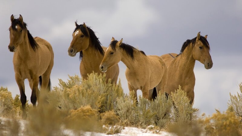 Wild Horses in Field — Brown, Calm, Winter
