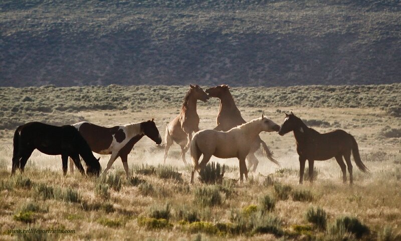 Wild Horses in Field — Brown, Natural