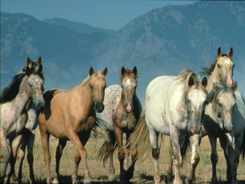Wild Horses in Field — Brown, Serene, Afternoon, Photograph
