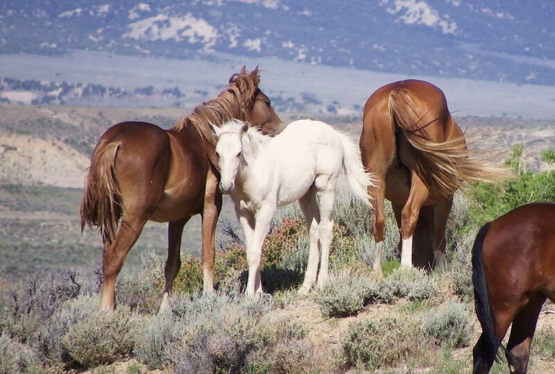 Wild Horses in Field — Brown, Serene, Afternoon