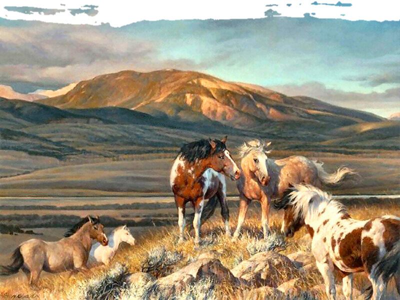 Wild Horses in Field — Brown, Serene, Sunset
