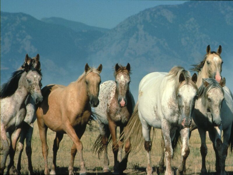 Wild Horses in Field — Brown