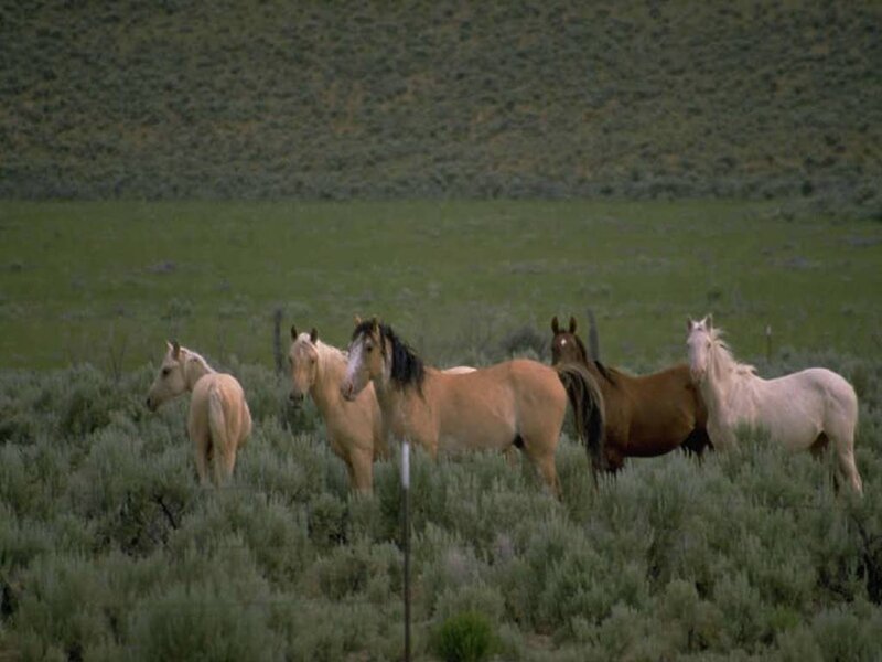 Wild Horses in Field — Green, Calm