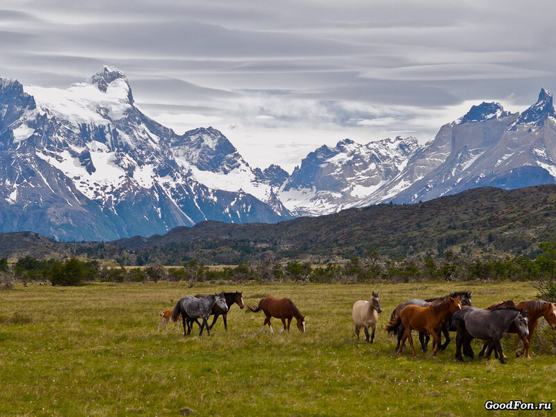 Wild Horses in Field — Green