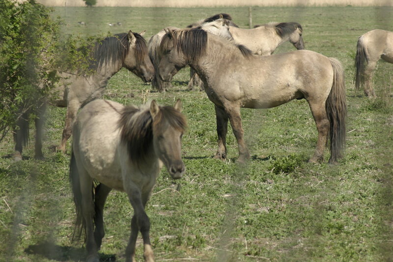 Wild Horses in Field